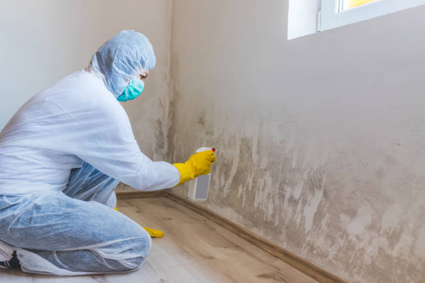 Licensed Mold Cleanup service in Salem, NC - WQB Mold Removal