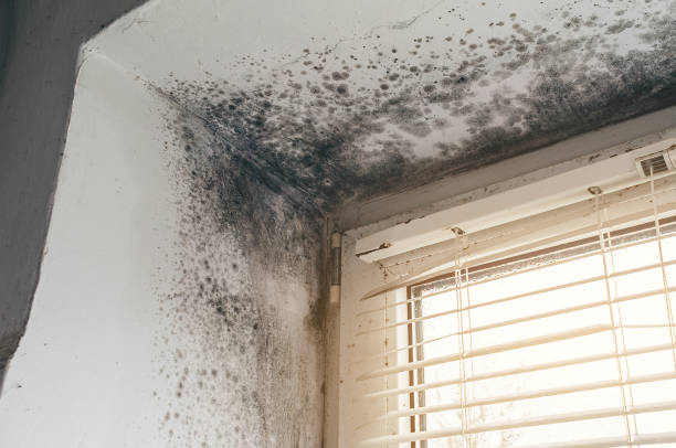 Affordable Mold Cleanup solutions in Salem, NC